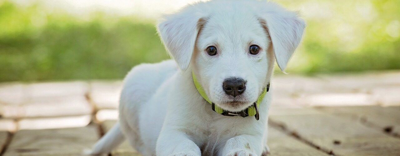 puppy, dog, pet